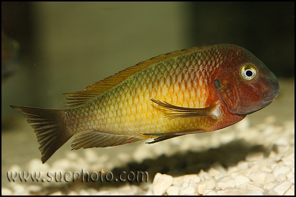 Tropheus moorii 'Nkonde'